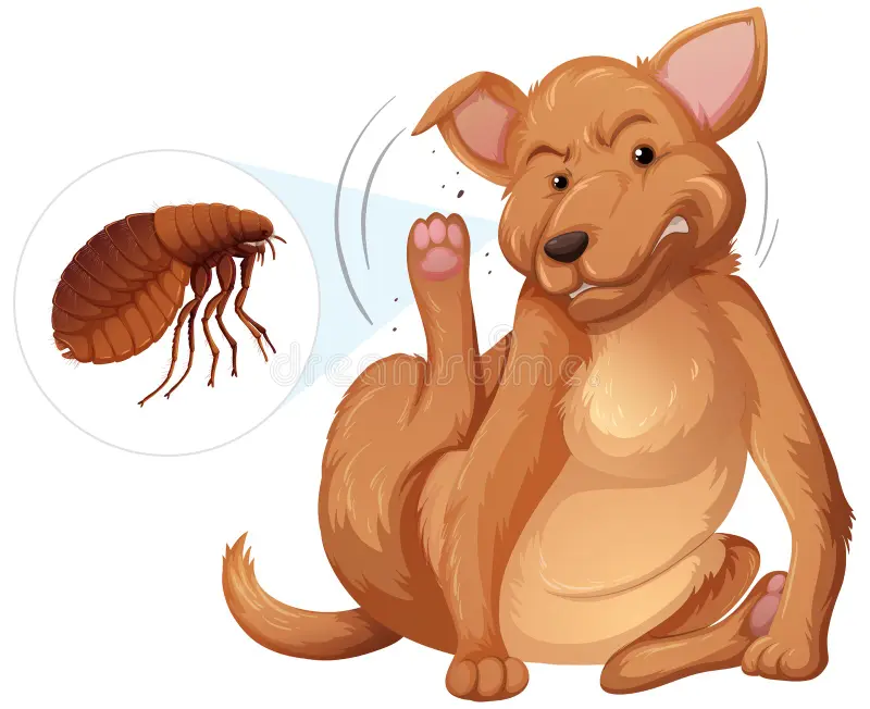 Ultimate Guide to Flea Control for Dogs and Cats dog flea 2