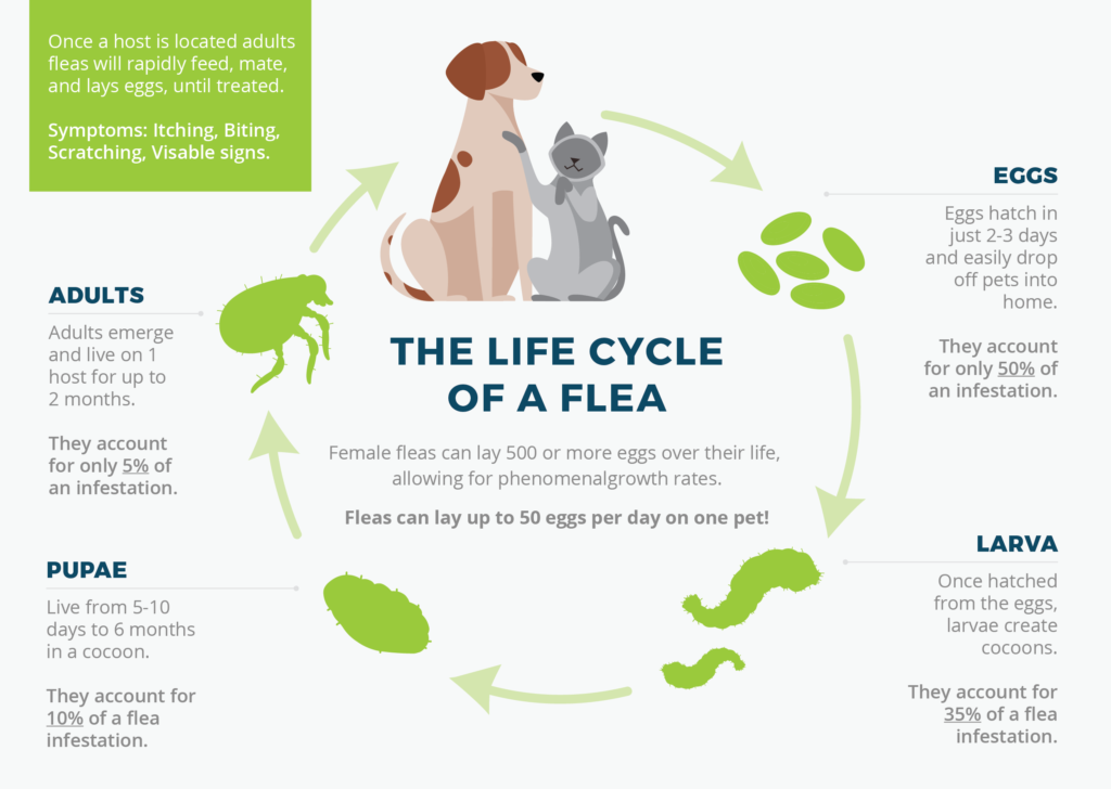Ultimate Guide to Flea Control for Dogs and Cats flea lifecycle