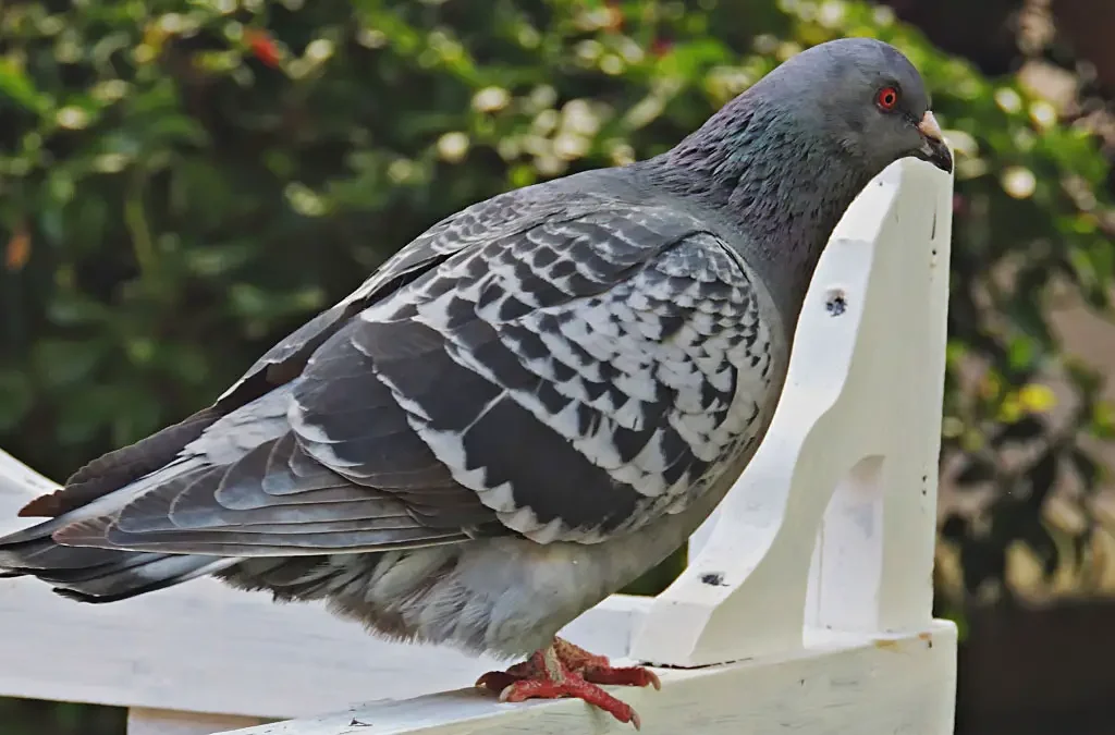 Header Pigeon Image