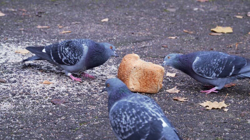 Feeding Pigeons the Right Way bread pigeon