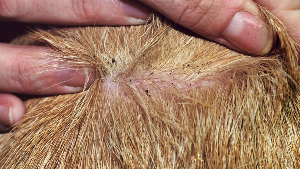 Ultimate Guide to Flea Control for Dogs and Cats flea dirt