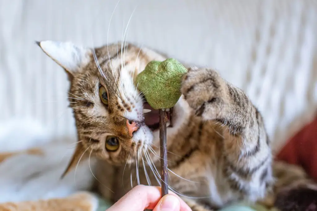 Cat smelling Catnip