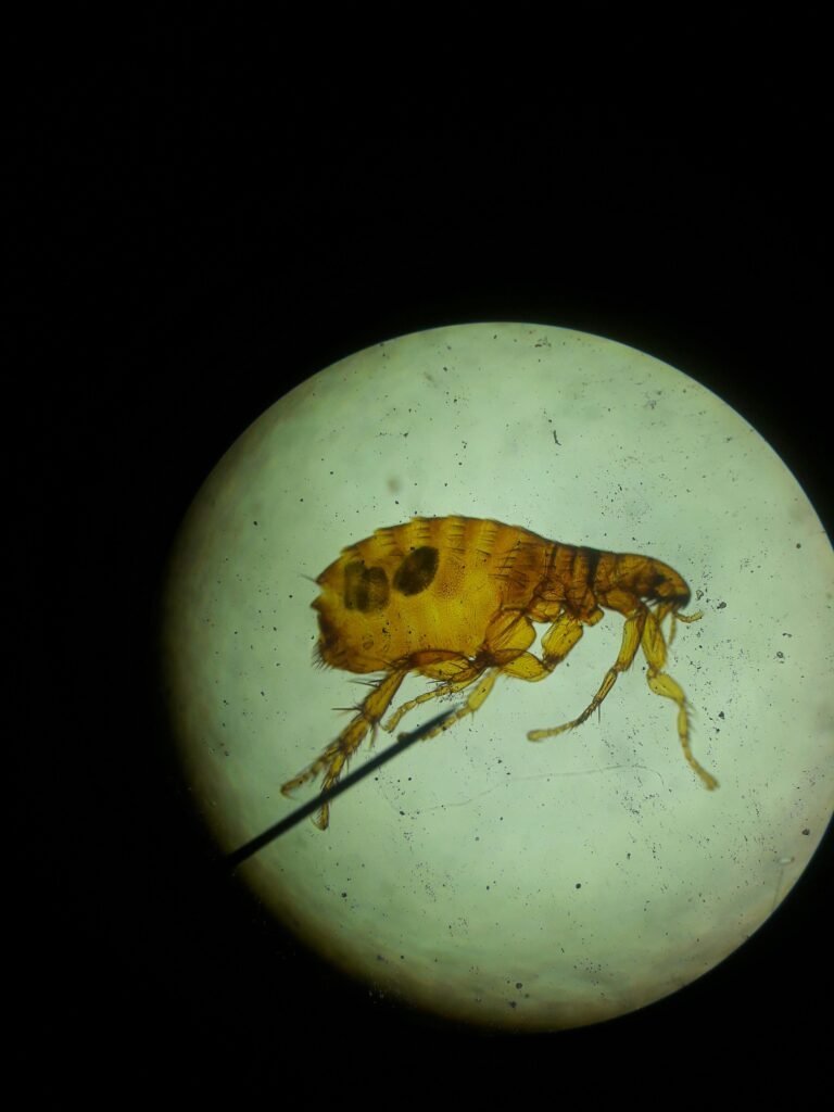Close-up image of a flea viewed under a microscope, highlighting its intricate structure.
